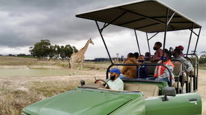 Group of people and children looking at giraffes on a 4x4 guided game drive in Cape Town on a wine farm.