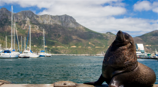 hout-bay-cape-town-chapmans-peak-cape-fur-seal-hout-bay-harbour-Cape-point-cape-point-into-tours-table-mountain-national-park-cape-point-light-house-cape-point-tours-cape-town-tours-peninsula-tours-into-tours-penguin-tours-cape-peninsula-tours