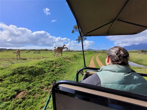 Tourist on a guided game drive in Villiera wine farm looking at a giraffe and African wildlife on a safari in Cape Town with Into Tours