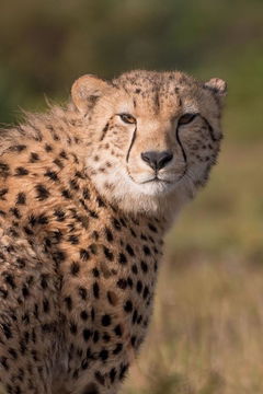 Catch a glimpse of a cheetah in its natural habitat, a highlight of our guided game drives with Into Tours.