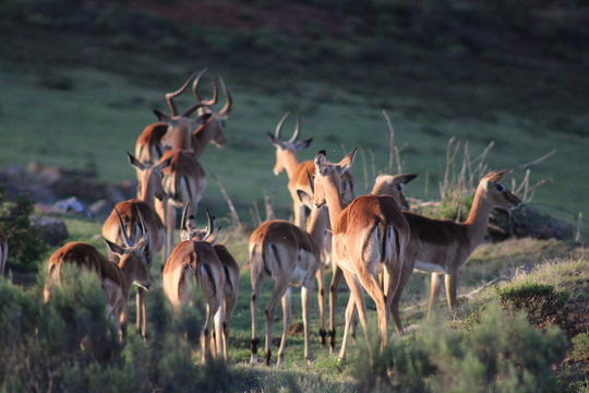 The golden hues of a Springbok contrast beautifully with the rolling hills and natural beauty, a highlight of an Into Tours safari.