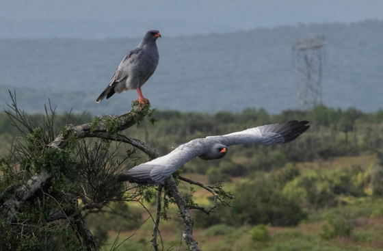 A pale chanting goshawk, swooping down with precision in Addo Elephant Park.