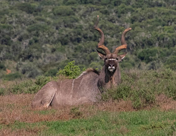 Admire the impressive kudu bull with its striking spiral horns, a true highlight of your Addo safari with Into Tours.