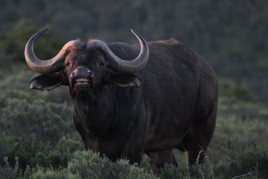 Get the chance to see one of the Big Five in its natural habitat—buffalo sightings on an Into Tours safari at a private wildlife reserve.