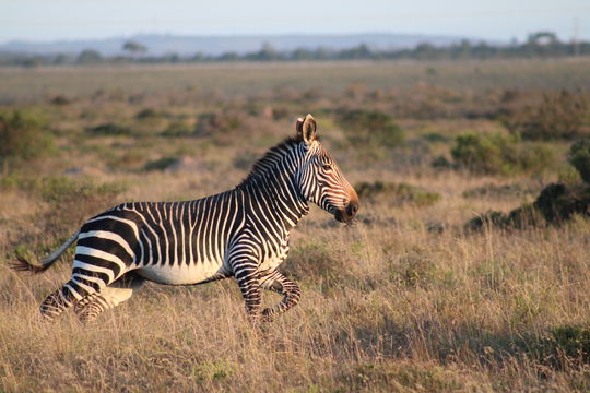 A zebra pauses for the perfect photo moment on an a guided game drive at a private wildlife reserve in Port Elizabeth with Into Tours.