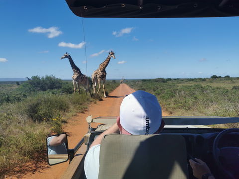 Feel the breeze and embrace nature’s beauty on an open-vehicle safari, providing unobstructed, up-close views of the animals in their natural habitat.