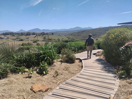 Guest exploring scenic wooden paths at Gondwana Private Game Reserve — a 5-star wildlife escape in the Garden Route!