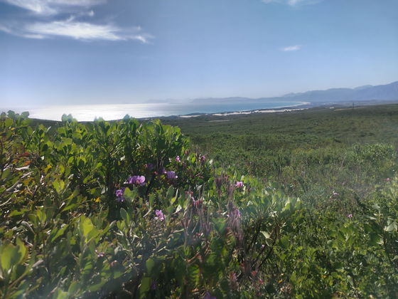 Discover South Africa’s hidden biodiversity treasure at Grootbos Private Nature Reserve on a multiway Garden Route Tour !