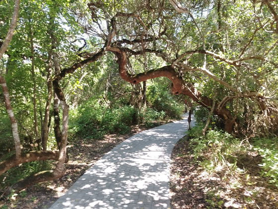 Walk among fynbos, forests, and wildlife at Grootbos — your next adventure starts here