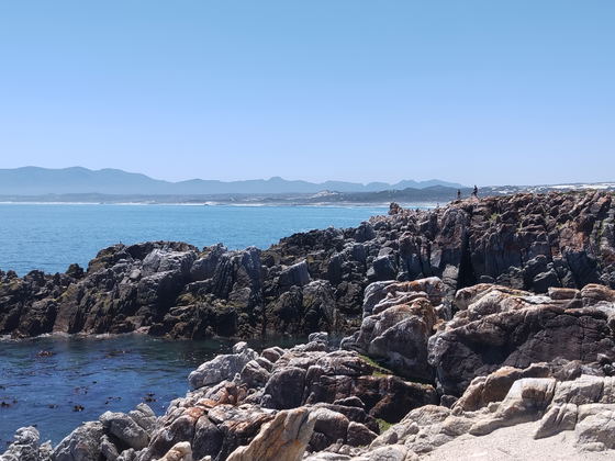 Watching whales at the popular lookout point in Walker Bay on a private guided and luxurious Garden Route to Cape Town tour 