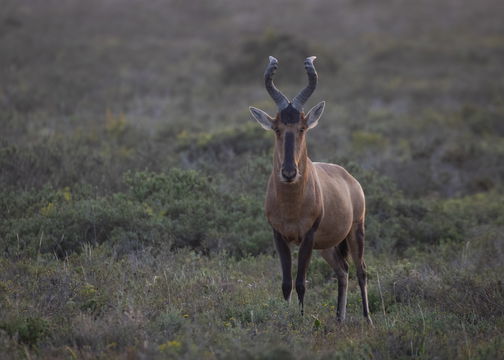 The beauty of the Eastern Cape—red hartebeest roaming freely against a stunning backdrop.