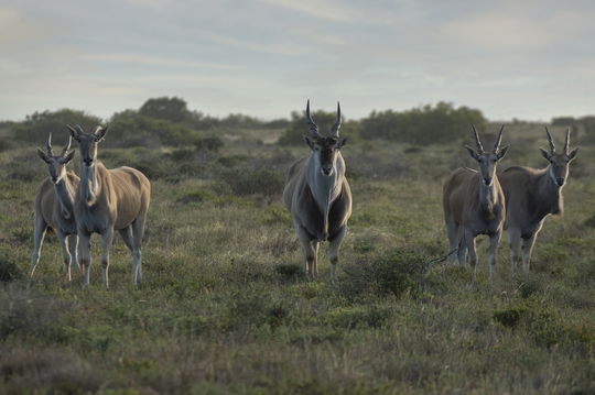 A peaceful encounter with Elands, framed by the dramatic landscapes of the Eastern Cape.