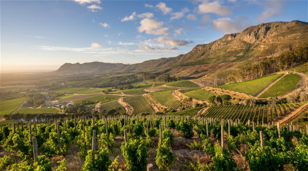 Sweeping views of the Cape Winelands in Cape Town offering wine tasting tours and winery tours with tour operator Into Tours