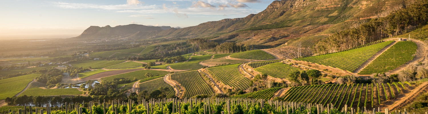 Sweeping views of the Cape Winelands in Cape Town offering wine tasting tours and winery tours with tour operator Into Tours