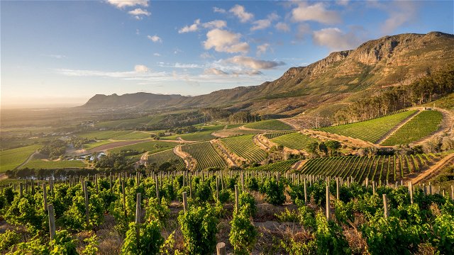 Sweeping views of the Cape Winelands in Cape Town offering wine tasting tours and winery tours with tour operator Into Tours
