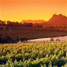Picture of the Cape Winelands with Paarl mountain ranges in the background as seen on a Cape Town  private guided winelands tour with Into Tours 