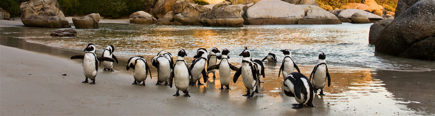 A photograph of the Penguin colony at Boulders Beach in Simon's Town is a heartwarming and captivating scene. The image showcases the sandy shoreline dotted with African Penguins, their distinctive black and white plumage making them stand out against the sun-kissed beach.  In the photograph, you can see penguins engaging in various activities: some are waddling along the sand, while others are taking refreshing dips in the crystal-clear waters. 