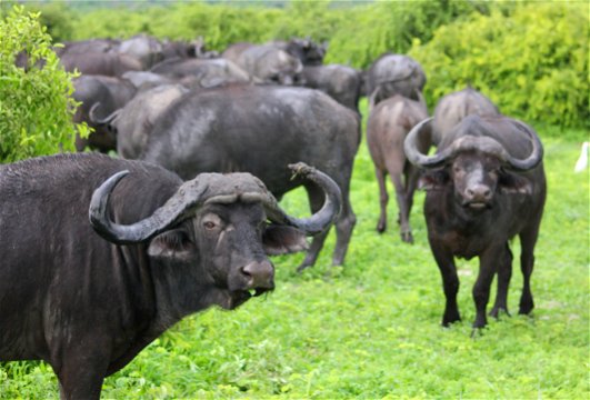 buffalo herd as seen on a guided addo elephant national park tour with into tours South African tour operator 