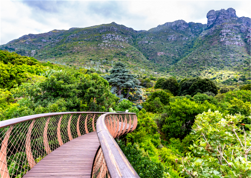 a picture of the Boomslang tree canopy walkway in Kirstenbosch Botanical Gardens with Table mountain eastern slopes as seen on a private guided Cape Town tour with Into Tours, ground operator based in Cape Town Tours Into Tours