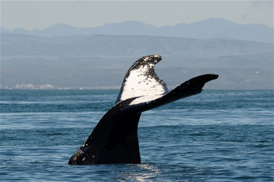 Whale Watching, Marine Excursion, Shore Excursion, Algoa Bay, Port Elizabeth