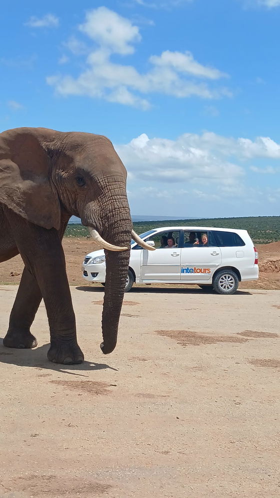 Safari vehicle driving through Addo Elephant Park with an elephant bull walking past and excited tourists.