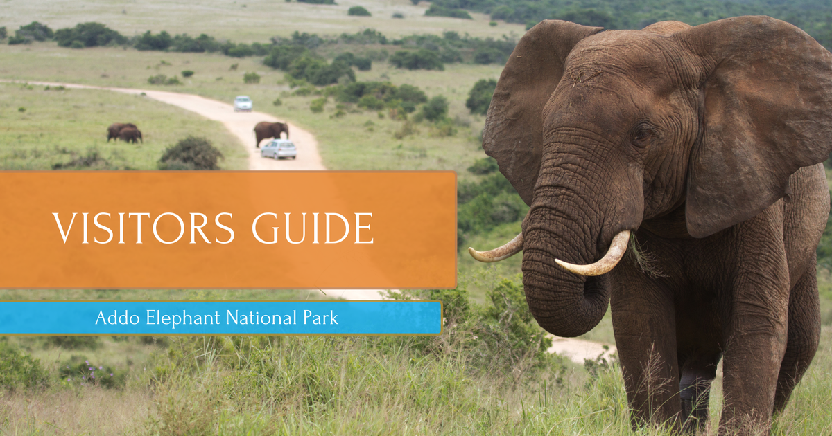 Addo National Park - Visitor Information - Into Tours
