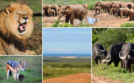 Species of Addo Elephant National Park with picture of the lions found in Addo Park, Cape Buffalo grazing on the grass, black-back jackal in Addo, herd of elephants at a watering hole drinking water , landscape in Addo elephant National Park with Alexandria dunes 