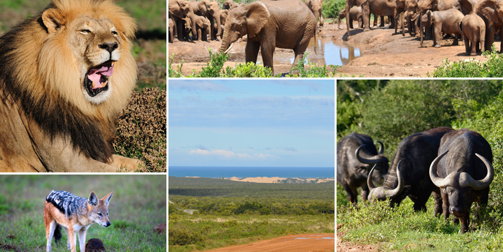 Port Elizabeth Shore Excursion: Addo Elephant National Park Safari