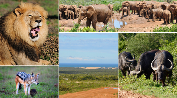 Species of Addo Elephant National Park with picture of the lions found in Addo Park, Cape Buffalo grazing on the grass, black-back jackal in Addo, herd of elephants at a watering hole drinking water , landscape in Addo elephant National Park with Alexandria dunes 