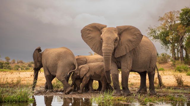 Spot adorable young elephants with their protective mothers during your Addo safari tour, exclusively available for cruise liner passengers with excursions with Into Tours.