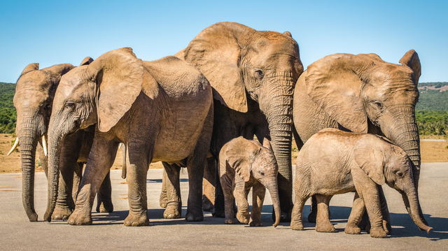 Spot majestic elephants roaming freely in Addo Elephant National Park during your shore excursion. See these magnificent creatures up close while cruising through this incredible wildlife haven.