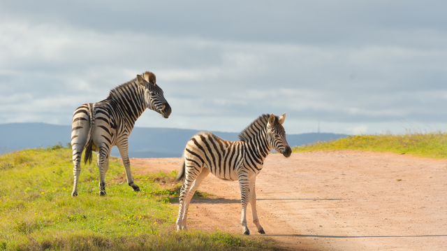 Spot adorable baby zebras, also known as foals, trotting alongside their mothers in Addo Elephant National Park. These little ones add an extra dose of cuteness to your safari adventure. Join Into Tours for an unforgettable wildlife experience where you can witness these charming creatures in their natural habitat!