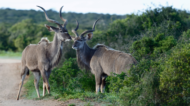 Catch a glimpse of graceful kudu antelope, known for their striking spiral horns, as they graze in Addo’s diverse landscapes during your Addo safari with Into Tours.