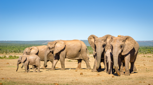 Experience the awe of a large elephant herd roaming the Addo landscapes, an unforgettable moment on your shore excursion safari with Into Tours.