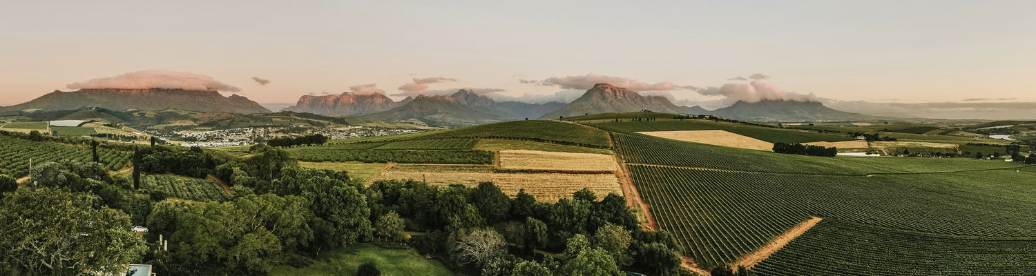 Vineyards-mountains-jonkershoek-simonsig-dorp-street-university-cape-town-wine-tasting-western-cape-winelands-house-wine-farms-wine-estate-resturant-stellenbosch-accomodation-into-tours-cape-town-wine-tasting-day-tours-private-tours-cape-town-tour-guide
