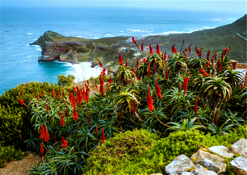 Beautiful view of Red Hot Poker (Kniphofia uvaria) ... coastal view, Cape Point, Cape of Good Hope, Table Mountain National Park, Into Tours