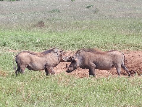 Image of Warthog animals taken in the Addo Elephant National Park on a full-day guided Addo Park safari tour with Into Tours