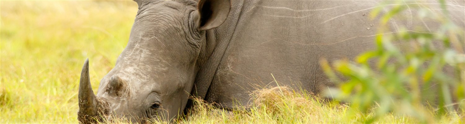 Rhino viewings at private game reserve near Port Elizabeth Eastern Cape Safari in malaria free zone. 