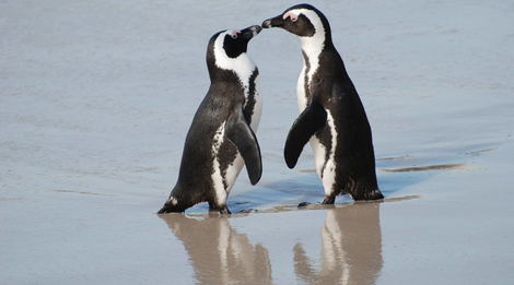 Boulders Beach Home of the African Penguin