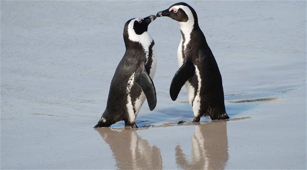 The Endangered African Penguin situated at the world famous Boulders Beach