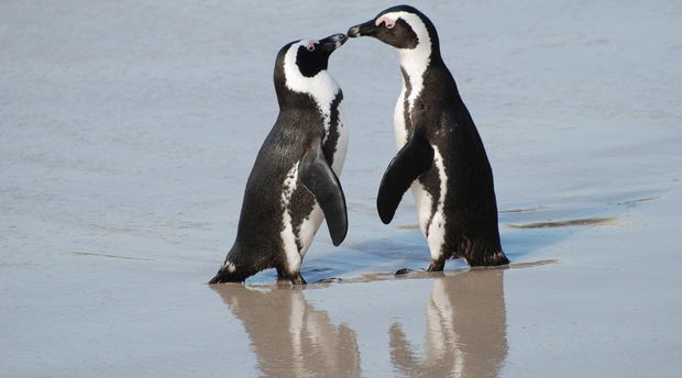 The Endangered African Penguin situated at the world famous Boulders Beach The Endangered African Penguin situated at the world famous Boulders Beach