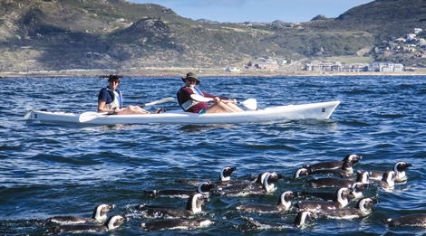 Penguin Kayak Tour