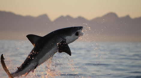 Shark Cage Diving