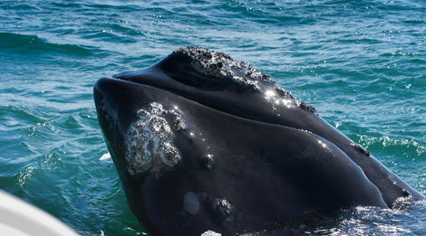 Whale Watching 