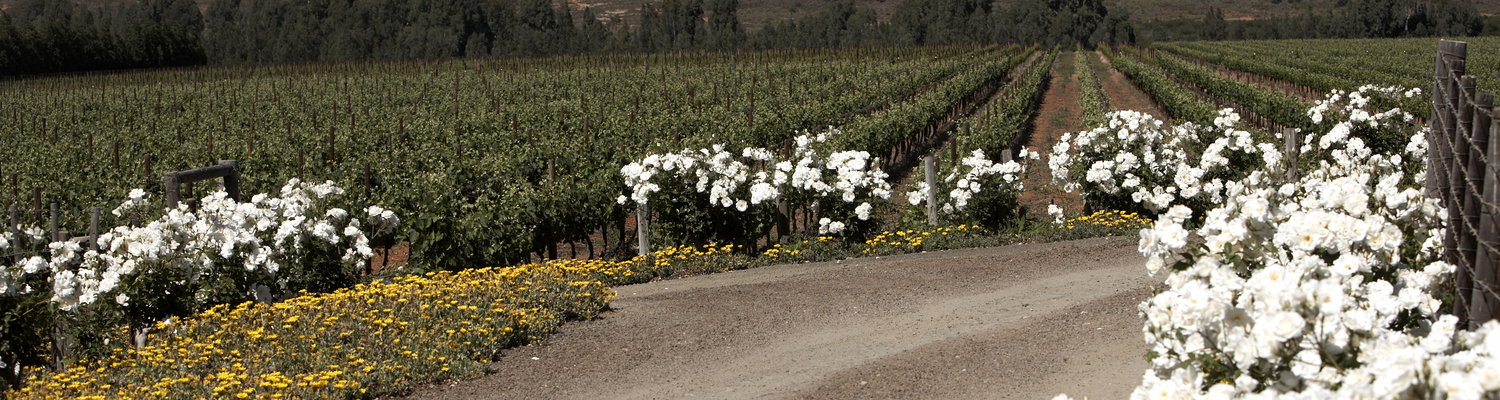 Valley of wine and roses.