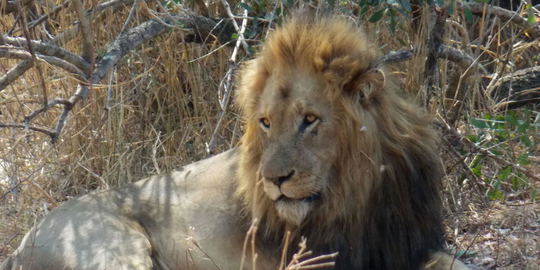 Three hour safari drive in the Kruger National Park