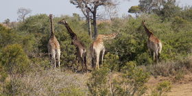 Half Day Safari in the Kruger National Park