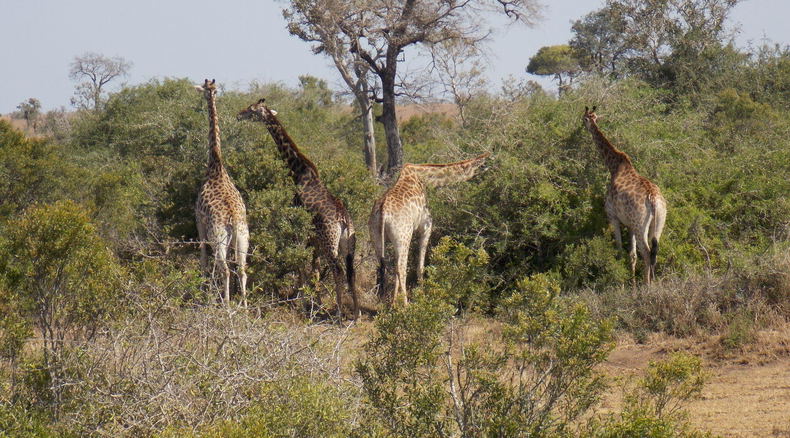 Book at myafricasafaris@gmail.com Book at myafricasafaris@gmail.com