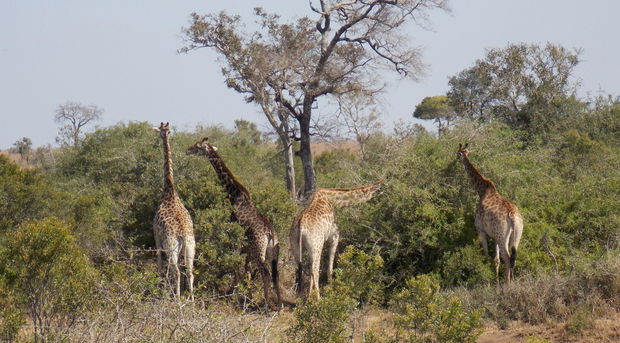 Book at myafricasafaris@gmail.com