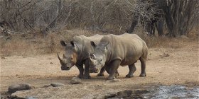 Full Day Open Vehicle Safari in the Kruger National Park